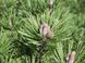Cосна гірська Мопс (Pinus mugo 'Mops') - 40 см 695266984787 фото 2