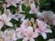 Азалія Кнап Хіл ( Rhododendron luteum Knapp-Hill) - 100-150 см 695266984837 фото 6