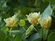 Тюльпанове дерево Фастігіатум (Liriodendron tulipifera Fastigiatum) - 350-400 см 695266984962 фото 3
