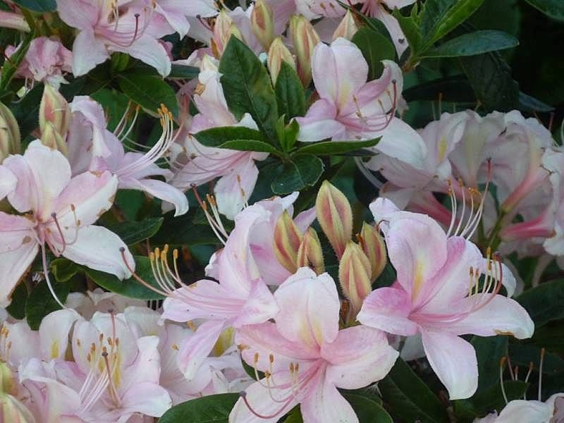 Азалія Кнап Хіл ( Rhododendron luteum Knapp-Hill) - 100-150 см 695266984837 фото