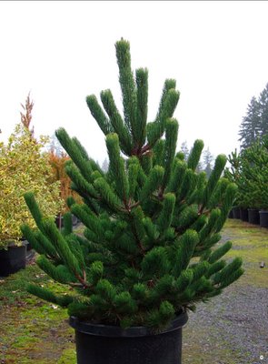 Сосна чорна Oregon Green (Pinus nigra Oregon green) - 140-160 см 428376264371 фото