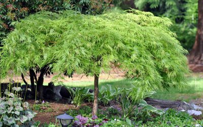 Клен пальмолистий Дісектум вірідіс (Acer palmatum dissectum viridis) - 100 см 695266984918 фото