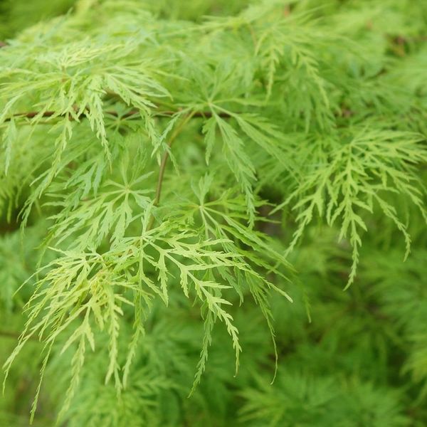 Клен пальмолистий Дісектум вірідіс (Acer palmatum dissectum viridis) - 100 см 695266984918 фото