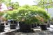 Клен пальмолистий Дісектум вірідіс (Acer palmatum dissectum viridis) - 100 см 695266984918 фото 3