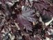 Клен гостролистий Крімсон центрі колона (Acer platanoides Сrimson Centry) - 200-250 см 695266985906 фото 2
