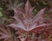 Клен гостролистий Крімсон центрі колона (Acer platanoides Сrimson Centry) - 200-250 см 695266985906 фото 4