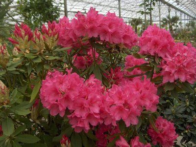 Рододендрон Anna Rose Whitney 60-80 см 190220261311 фото