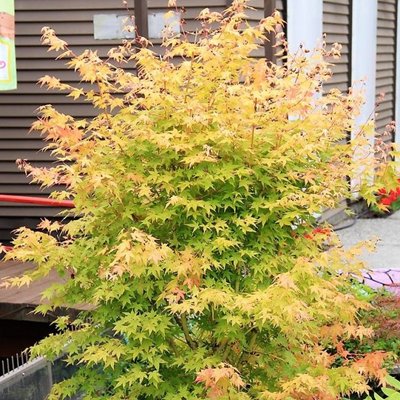 Клен пальмолистий Бі Хоу (Acer palmatum bi hou) - 100 см 695266984913 фото
