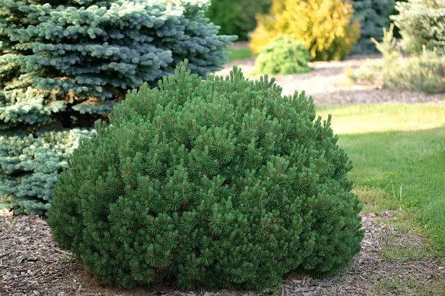 Cосна гірська Мопс (Pinus mugo 'Mops') - 50-60 см 695266984788 фото