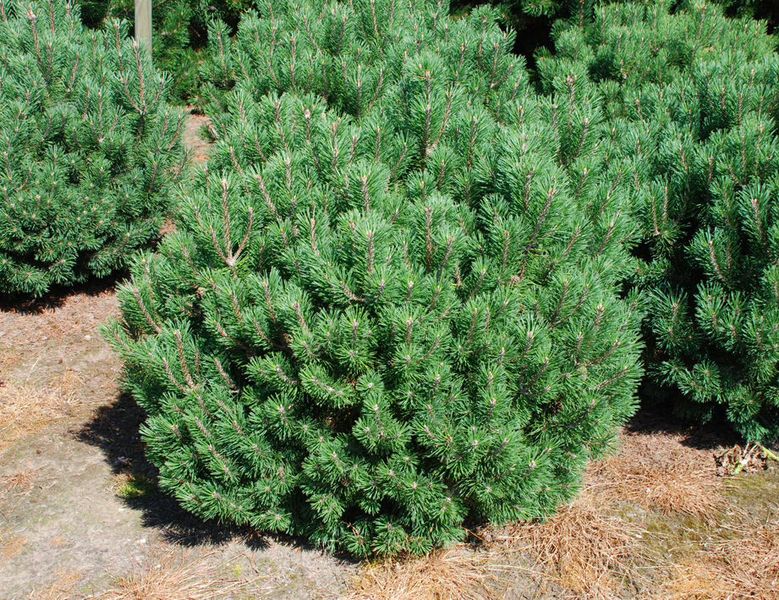 Cосна гірська Мопс (Pinus mugo 'Mops') - 50-60 см 695266984788 фото