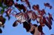 Церсіс канадський Мерло (Cersis canadensis Merlot) - 175-200 см 695266984963 фото 6
