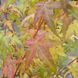 Клен пальмолистий Бі Хоу (Acer palmatum bi hou) - 100 см 695266984913 фото 3