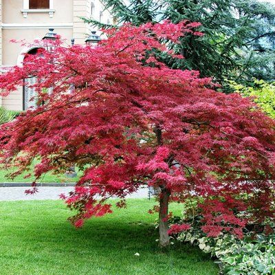 Клен пальмолистний Atropurpureum - 80-100 см 305012389611 фото