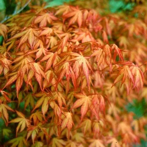 Клен пальмолистий Катсура (Acer palmatum Katsura) - 100 см 695266984919 фото