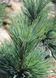 Сосна гнучка Вандервулф Пірамід ( Pinus flexis Wanderwolf Pyramid) - 225-250 см 695266984794 фото 4