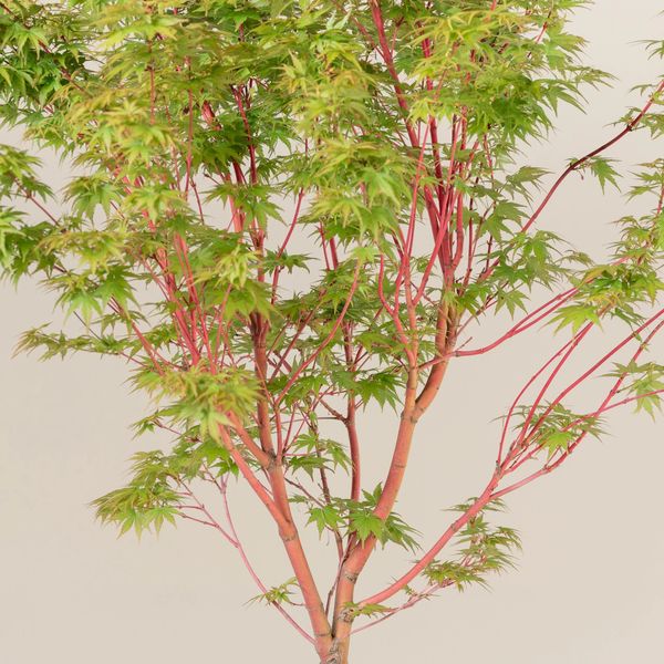 Клен пальмолистий Сангокаку (Acer palmatum Sangokaku) - 200 см 695266985025 фото
