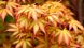 Клен пальмолистий Сангокаку (Acer palmatum Sangokaku) - 200 см 695266985025 фото 1