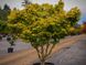 Клен пальмолистий Катсура (Acer palmatum Katsura) - 100 см 695266984919 фото 1