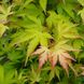 Клен пальмолистий Сангокаку (Acer palmatum Sangokaku) - 200 см 695266985025 фото 4
