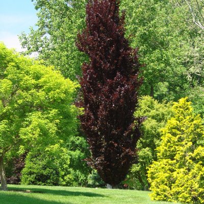 Бук лісовий Дайвік Пьорпл (Fagus sylvatica Dywick Purple) - 300-400 см 695266984845 фото