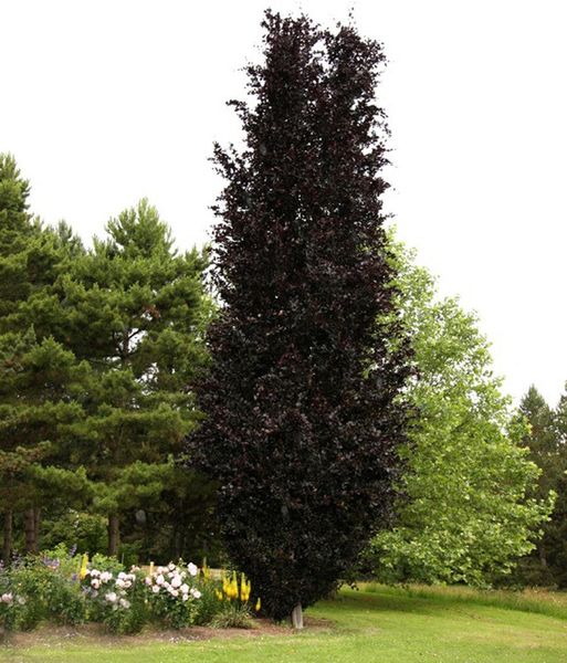 Бук лісовий Дайвік Пьорпл (Fagus sylvatica Dywick Purple) - 300-400 см 695266984845 фото