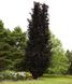 Бук лісовий Дайвік Пьорпл (Fagus sylvatica Dywick Purple) - 300-400 см 695266984845 фото 3