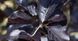 Бук лісовий Дайвік Пьорпл (Fagus sylvatica Dywick Purple) - 300-400 см 695266984845 фото 2