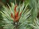 Сосна гнучка Кесаріні блу (Pinus flexis Kessarini blue) - 180+ см 695266984795 фото 2