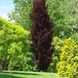 Бук лісовий Дайвік Пьорпл (Fagus sylvatica Dywick Purple) - 300-400 см 695266984845 фото 1