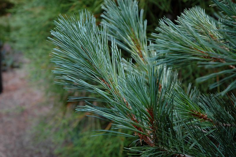 Сосна гнучка Кесаріні блу (Pinus flexis Kessarini blue) - 180+ см 695266984795 фото