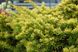 Тис ягідний Саммерголд нівакі (Taxus baccata Summergold Niwaki) - 125-150 см 696266984945 фото 1