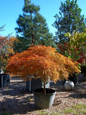 Клен пальмолистий Орнатум (Acer palmatum Ornatum) - 100-150 см 695266984922 фото