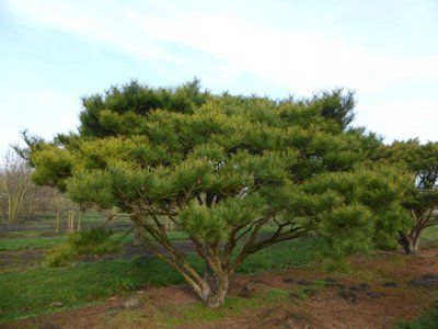 Сосна густоквіткова "Umbraculifera" - 80-100 см 695266984797 фото