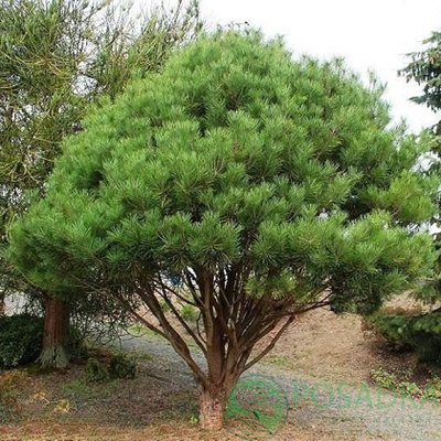Сосна густоквіткова "Umbraculifera" (Pinus densiflora Umbraculifera") - 80-100 см 695266984797 фото