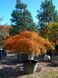 Клен пальмолистий Орнатум (Acer palmatum Ornatum) - 100-150 см 695266984922 фото 1
