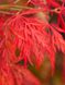 Клен пальмолистий Орнатум (Acer palmatum Ornatum) - 100-150 см 695266984922 фото 2