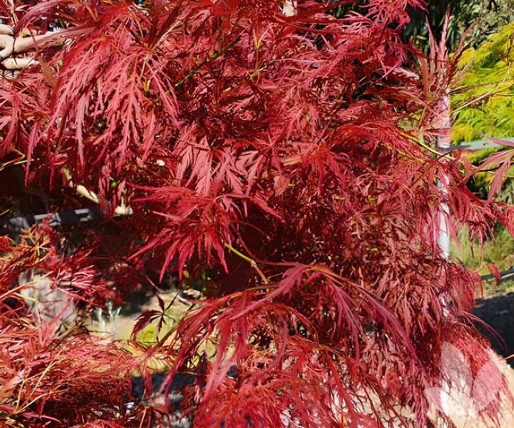 Клен пальмолистий Орнатум (Acer palmatum Ornatum) - 100-150 см 695266984922 фото
