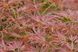 Клен пальмолистий Орнатум (Acer palmatum Ornatum) - 100-150 см 695266984922 фото 5