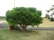 Сосна густоквіткова "Umbraculifera" (Pinus densiflora Umbraculifera") - 80-100 см 695266984797 фото 3