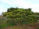 Сосна густоквіткова "Umbraculifera" (Pinus densiflora Umbraculifera") - 80-100 см 695266984797 фото 2