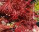 Клен пальмолистий Орнатум (Acer palmatum Ornatum) - 100-150 см 695266984922 фото 3
