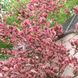 Бук лісовий Триколор (Fagus sylvatica Tricolor) - 300-350 см 695266984847 фото 1