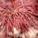 Клен пальмолистий Орнатум (Acer palmatum Ornatum) - 100-150 см 695266984922 фото 6