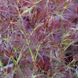 Клен пальмолистий Орнатум (Acer palmatum Ornatum) - 100-150 см 695266984922 фото 4