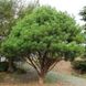 Сосна густоквіткова "Umbraculifera" (Pinus densiflora Umbraculifera") - 80-100 см 695266984797 фото 1